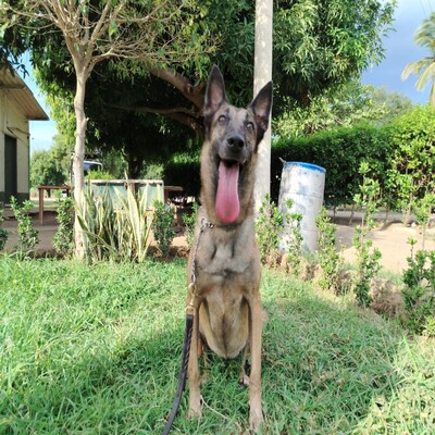 Ossa 