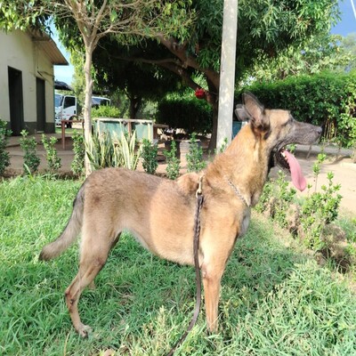 Ossa 