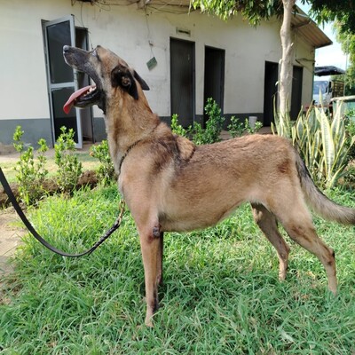 Ossa 
