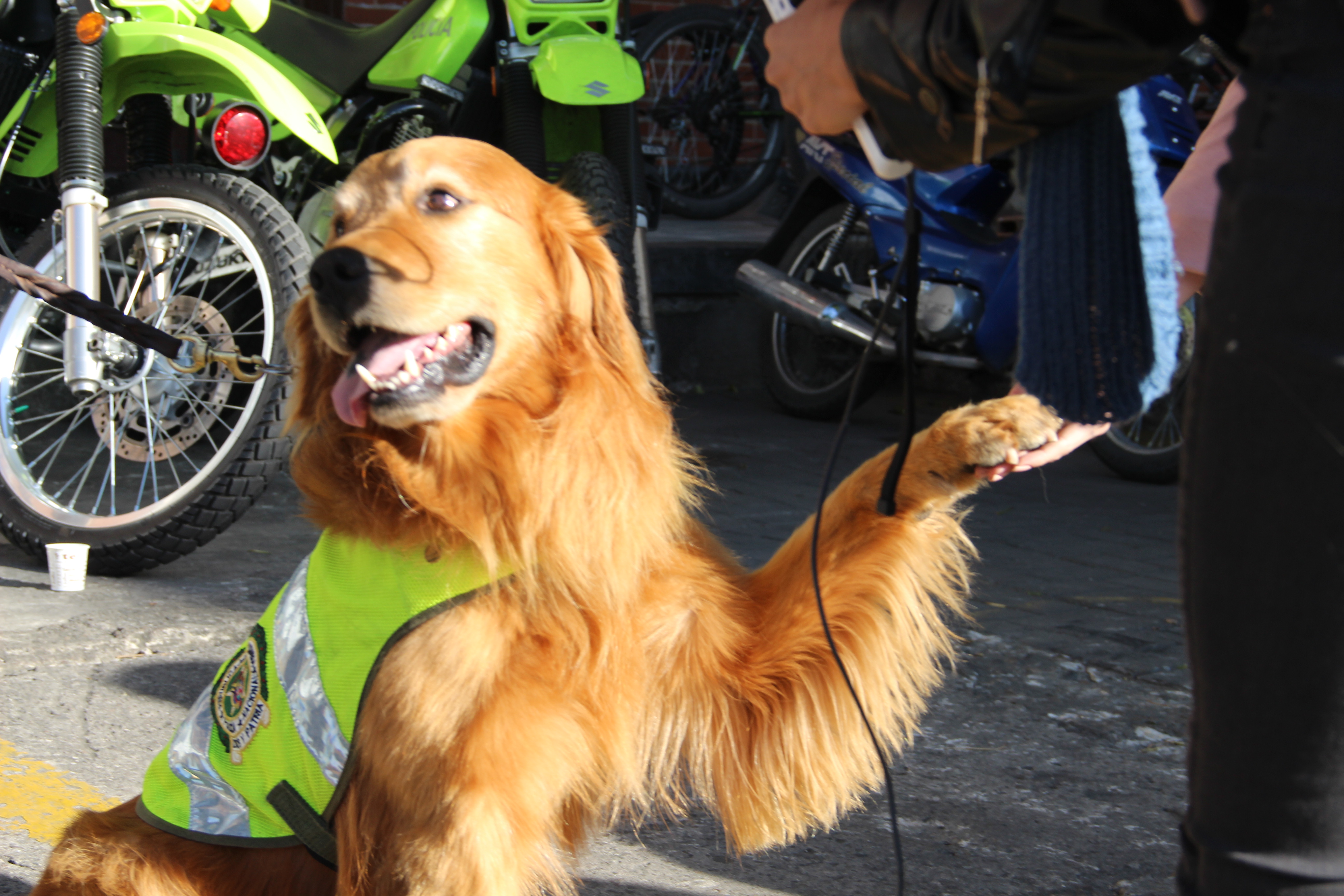09-10-2017-canino-desmantela-carga-de-marihuana
