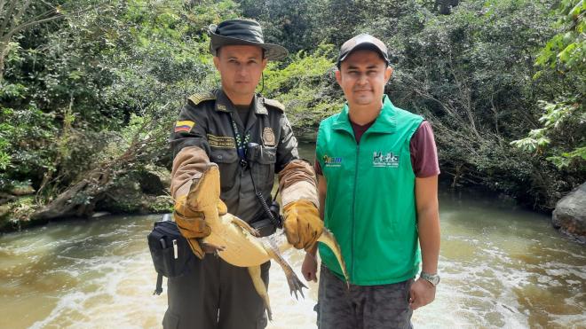 Policía Nacional y la Corporación Autónoma Regional del Alto Magdalena realizan la liberación de varias especies