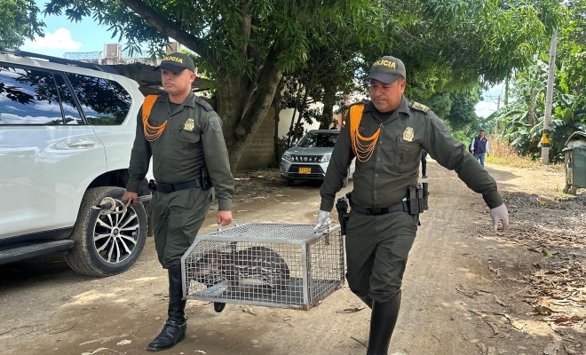 Dos funcionarios policiales con un una jaula transportando un mamífero
