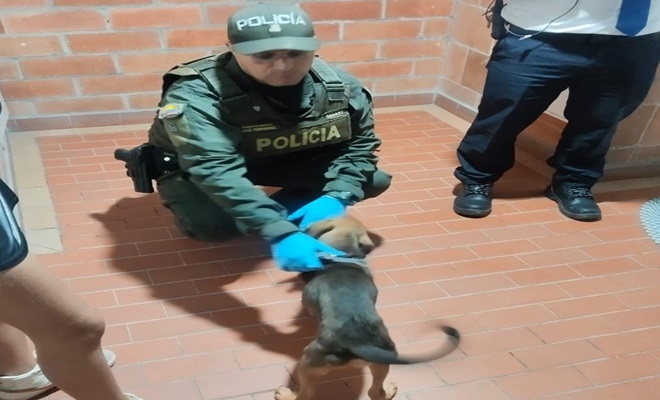 La Policía y la Inspección de Protección Animal verificaron el caso y realizaron la aprehensión preventiva del perro Jack.