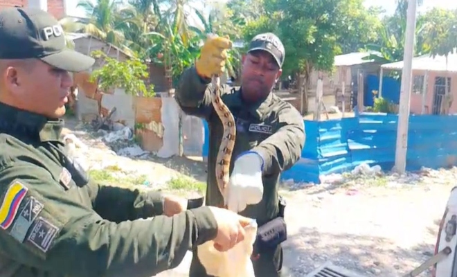 Policía rescata boa constrictora hallada en el techo de una vivienda en Cartagena