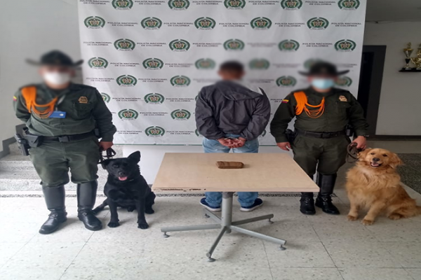 “Logan” y “Sam” con su olfato ponen en evidencia a un hombre Caninos en Manizales, grandes detectores de sustancias