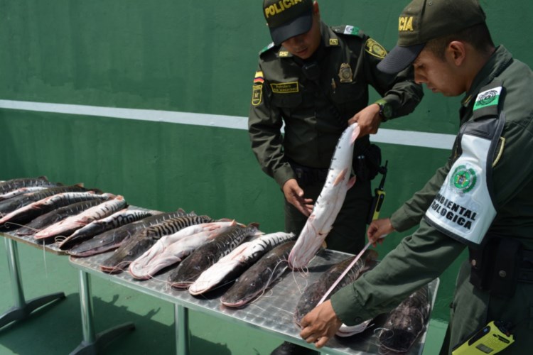 Tres brasileros, tres colombianos y dos peruanos integran la organización