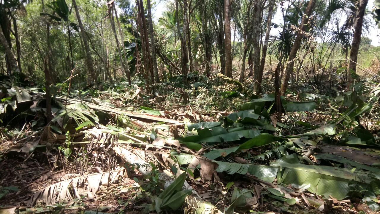 Policía Nacional vela por la protección de los recursos naturales en el guaviare continuamos con los controles en contra del aprovechamiento ilegal de los recursos naturales