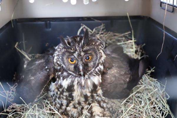 Búho 'Asio Stygius' Búho 'Asio Stygius'