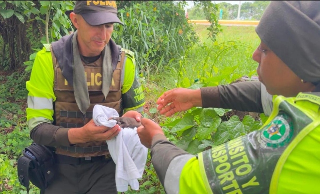 uniformados atienden y protegen cachorros rescatados durante una jornada de protección animal
