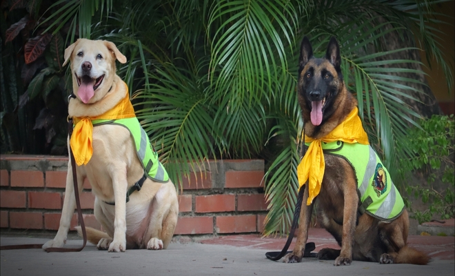 Dos perros con chalecos verdes y pa&ntilde;oletas amarillas est&aacute;n sentados frente a unas plantas, mirando hacia la c&aacute;mara.