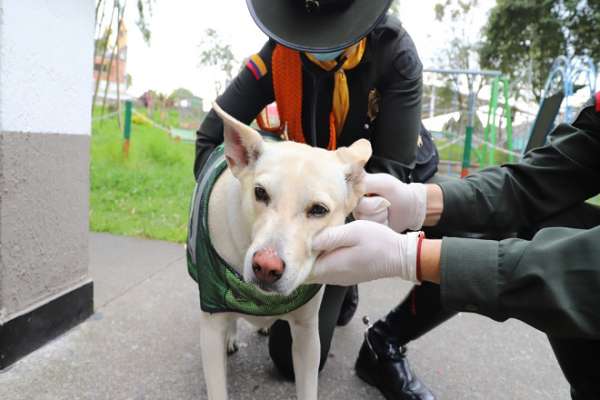 en Manizales 22 caninos hacen parte de la familia Policial 22 caninos hacen parte de la familia Policial en Manizales