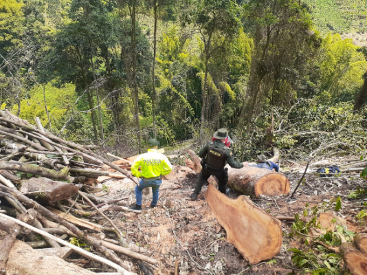 Lucha frontal contra el aprovechamiento ilícito de recursos naturales en Manizales Lucha frontal contra el aprovechamiento ilícito de recursos naturales