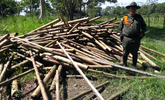 Plan-de-Choque-El-que-la hace-la paga-tras-los-pasos-de-los-depredadores-de-madera