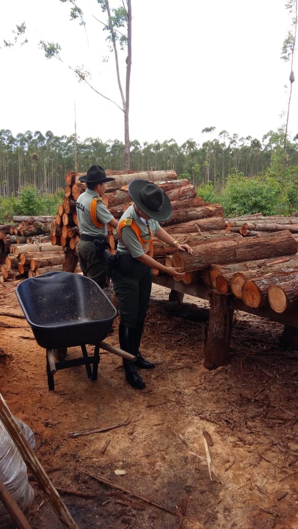 Ofensiva nacional contra la deforestación y el aprovechamiento forestal