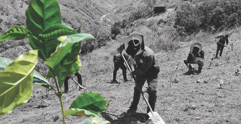 El grano que sustituye la hoja de la guerra