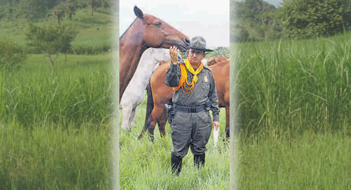 Icono de Imagen en-el-llano-caballos-viejos