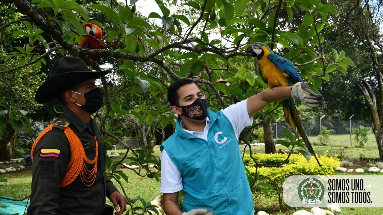 En el Meta protegemos la fauna silvestre 