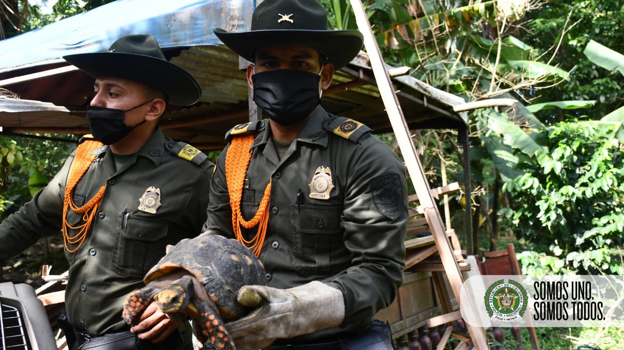 En el Meta protegemos la fauna silvestre 