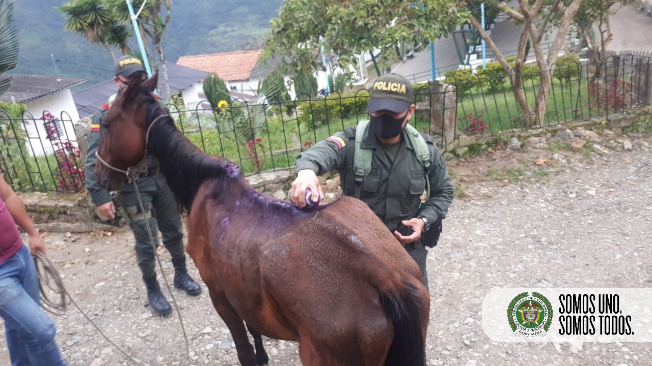 Unidos por la protección animal en el Meta 