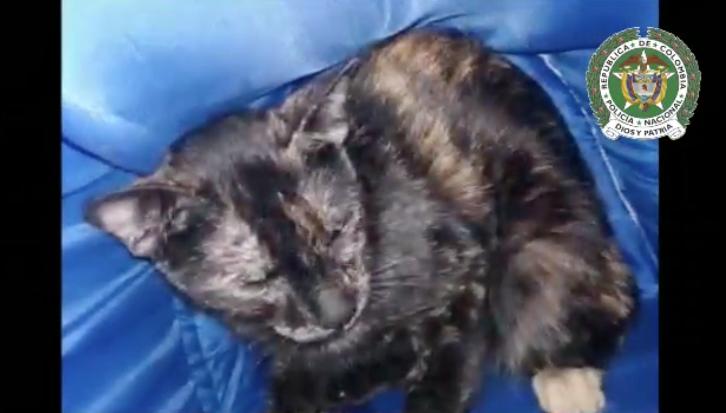 Rescate gato1
