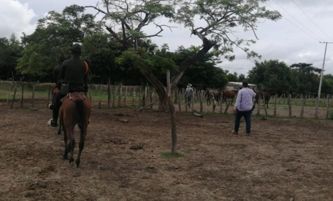 Equinos recuperados