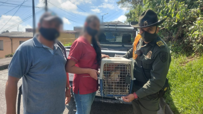 Invitamos a la comunidad a denunciar la tenencia o presencia de animales silvestres. Un mono titi y cuatro loras fueron devueltas a su hábitat natural