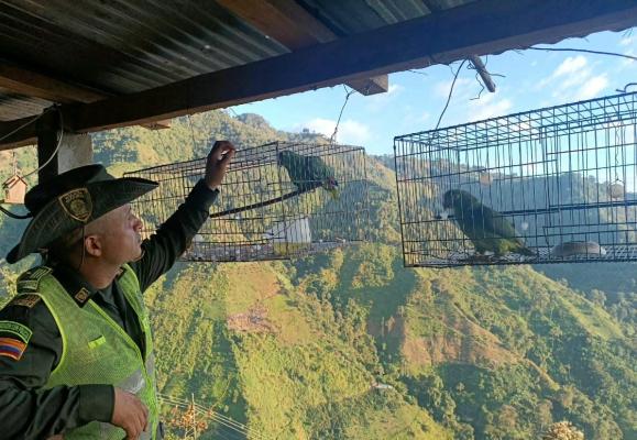 Tres especies fueron rescatadas en el cañón del Combeima.