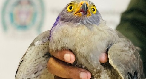 Cuidan especies 