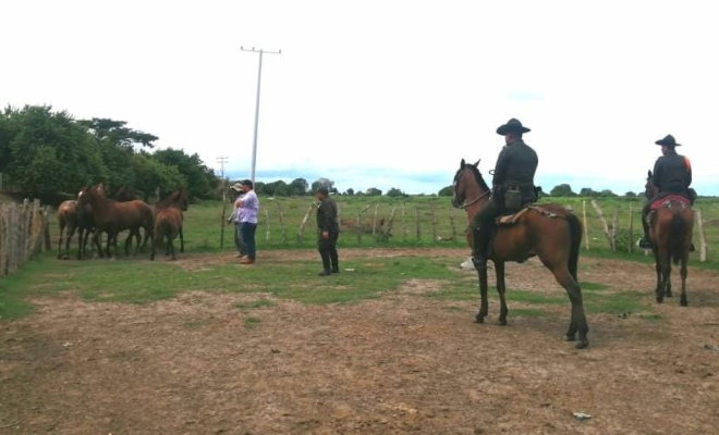 Equinos recuperados