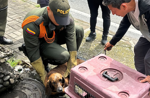 uniformado del grupo de protección ambiental, atendiendo a canino