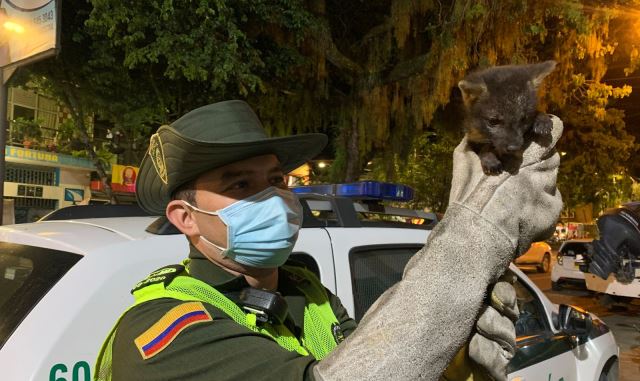 Policía liberando ave