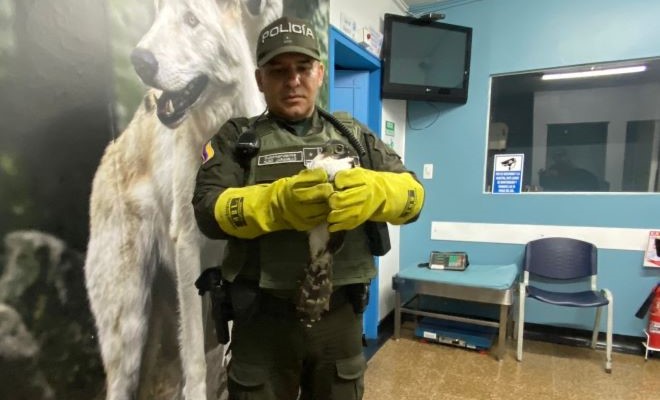 en-casa-no-debemos-tener-fauna-silvestre