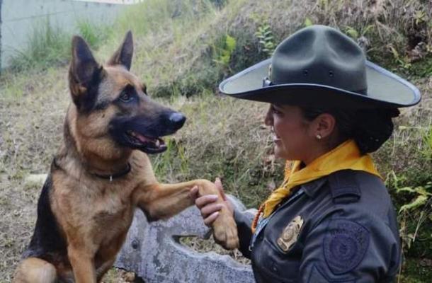 Guía canino