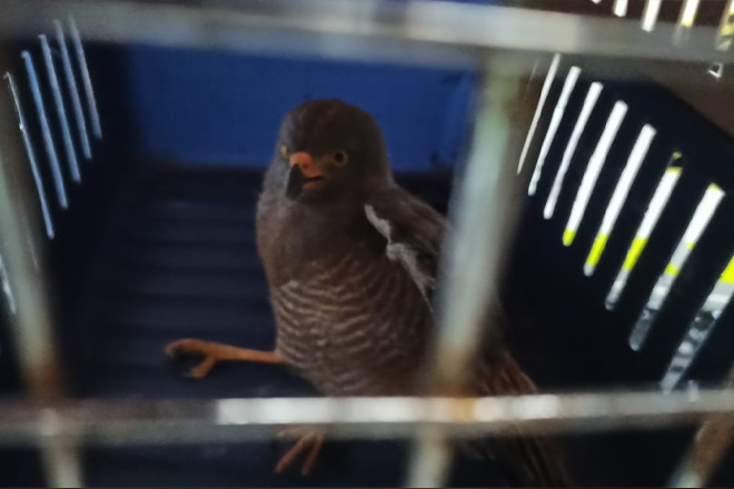 En Villamaría rescatamos un ave silvestre