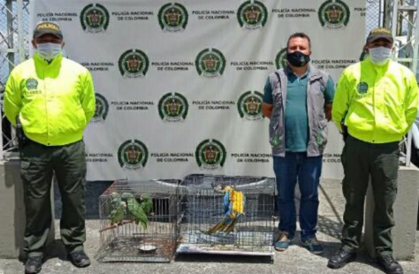 tienen un valor ecológico de $ 31.850.000 Cinco especies fueron devueltas a su hábitat natural