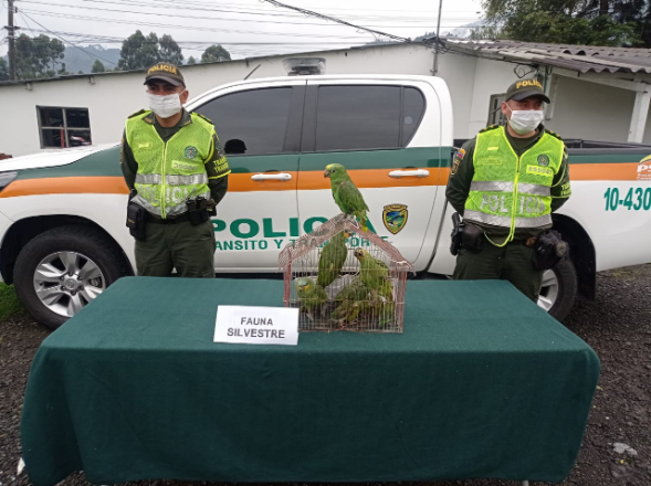 Están avaluados ecológicamente en $56.705.000 silvestres “Loros y Pericos”  podrán volver a su hábitat natural