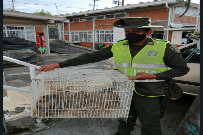Una vez más reafirmamos nuestro compromiso con la protección animal El grupo de protección ambiental logró la incautación de una Zarigueya especie con un valor ecológico total de  $ 4.140.580