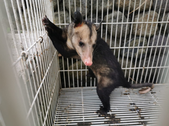 Especie con un valor ecológico de $ 3.240.000 Incautamos  una zarigueya, de nombre científico “Didelphis Marsupialis”