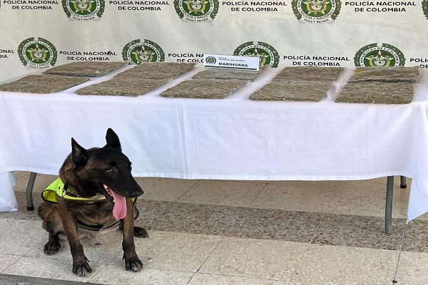 Canino ODHIL y mesa con estupefacientes