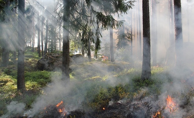 Ésta desafortunada combinación ha generado incendios forestales, aumentando las concentraciones contaminantes. Foto: un bosque en llamas. Pixabay.