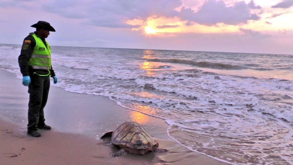 liberación-de-tortugas liberación-de-tortugas