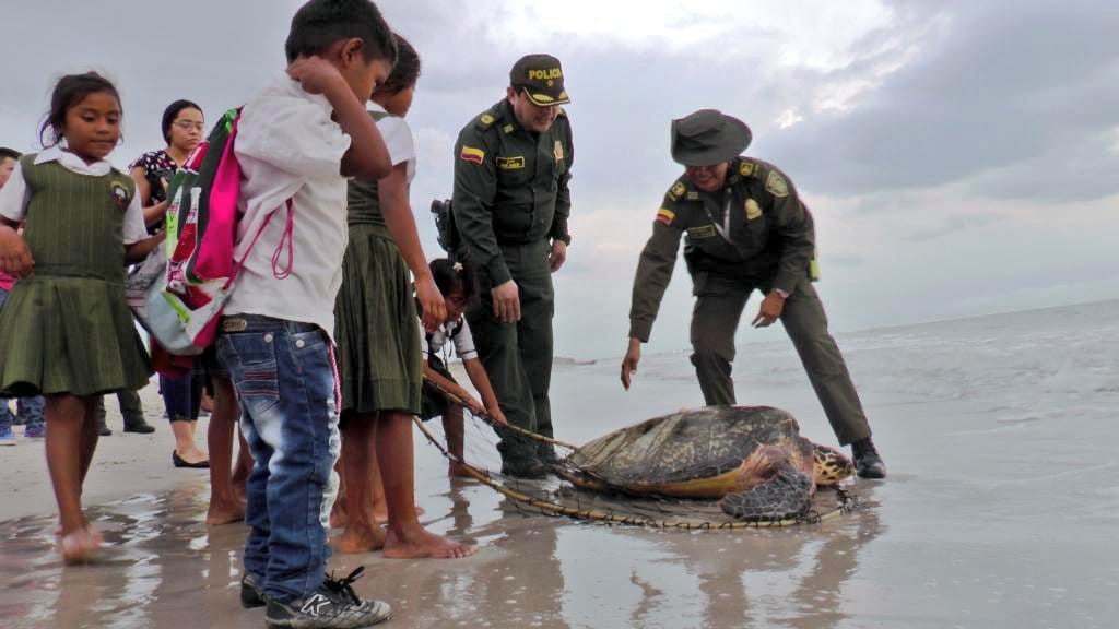 liberación-de-tortugas liberación-de-tortugas
