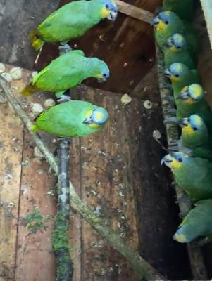 Loros rescatados 