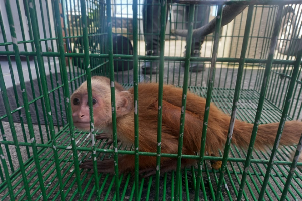 Unidos por la protección animal De manera voluntaria fue entregado un mono cariblanco el cual fue dejado a disposición de Corpocaldas