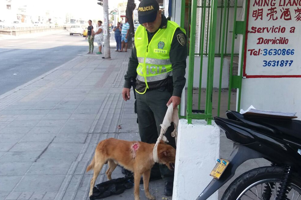 Perro rescatado en Barranquilla