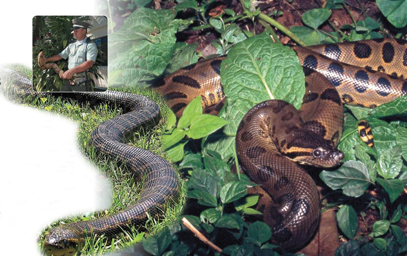 policia-amazonas-protector-anacondas-nuestras-historias-colombia