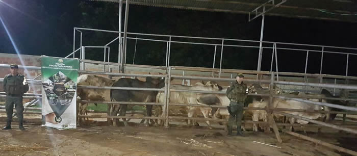 policia-cucuta-operativos-ambientales-matadero-ilegal