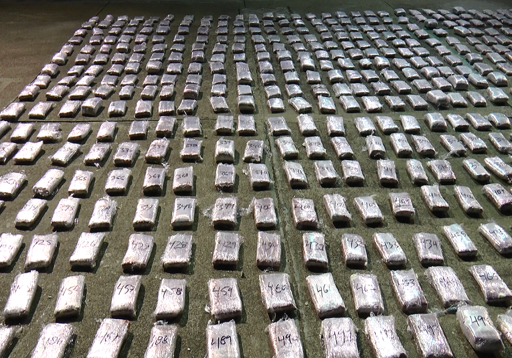 Policía Nacional se incauta de media tonelada de marihuana “Creepy”