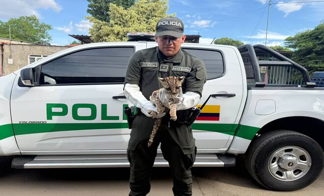 Policía presenta un felino silvestre rescatado junto a un vehículo institucional.