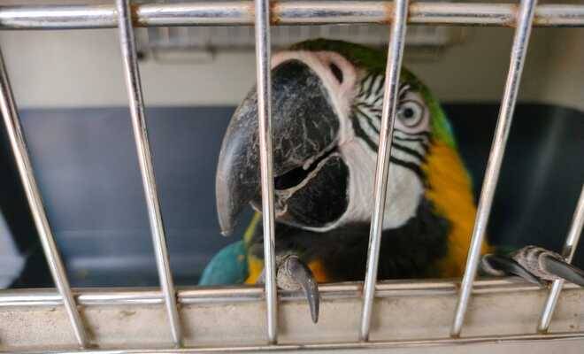guacamaya Ara ararauna